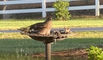 庭にタカがやって来た!?お風呂に入る姿にほっこり【アメリカ・動画】