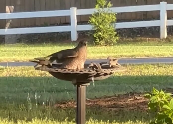庭にタカがやって来た！？お風呂に入る姿にほっこり【アメリカ・動画】