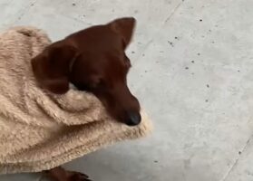 テラスに出たいダックスフンド。だけど外は風が強くて寒いので・・ブランケットを被ることに！！【海外・動画】