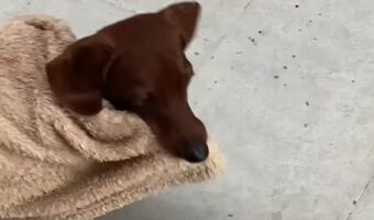 テラスに出たいダックスフンド。だけど外は風が強くて寒いので・・ブランケットを被ることに！！【海外・動画】