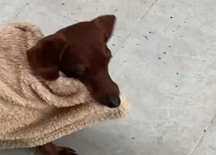 テラスに出たいダックスフンド。だけど外は風が強くて寒いので・・ブランケットを被ることに！！【海外・動画】