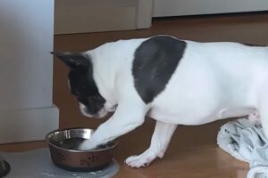 水が飲みたかったブルドッグの子犬にハプニング！おててを伸ばした次の瞬間！！【海外・動画】