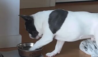 水が飲みたかったブルドッグの子犬にハプニング!おててを伸ばした次の瞬間!!【海外・動画】