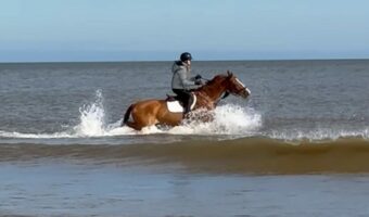 海に向かってバシャバシャ!ビーチを走る馬が迫る波の中を進む!駆け進む!!【海外・動画】