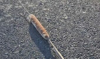 一体どうなるか知っている？ガマの穂を地面に叩きつけると・・【アメリカ・動画】