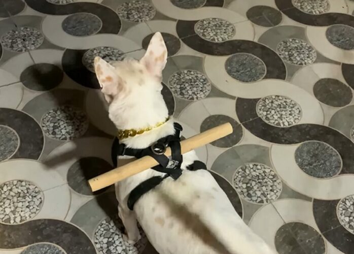 超アナログだけど脱走防止に効果的！イヌの背中に括りつけられた棒！！【海外・動画】