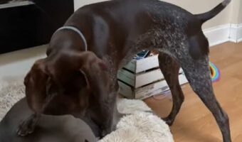 どこかに入れるスペースないかな・・。子犬は邪魔にならないようにベッドに入りたい!!【アメリカ・動画】