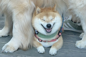 豆柴がいるその場所は・・！すっぽり『ある場所』におさまる姿がかわいすぎると話題に