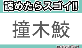 【読めたらスゴイ！】「撞木鮫」とは一体何のこと！？頭部が特徴的な海の生き物のことですが・・この漢字を読めますか？