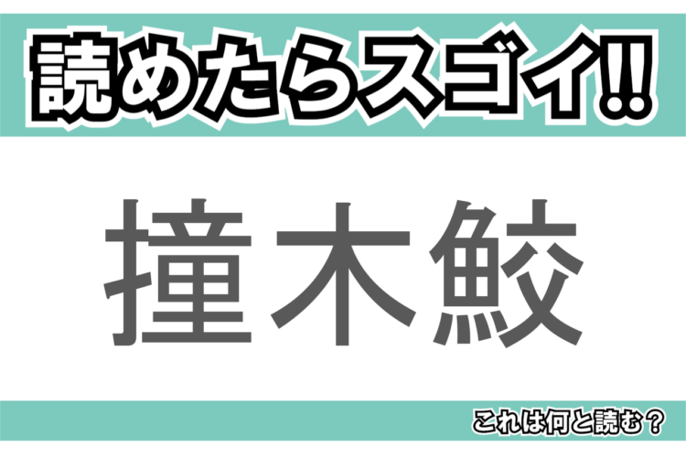 【読めたらスゴイ！】「撞木鮫」とは一体何のこと！？頭部が特徴的な海の生き物のことですが・・この漢字を読めますか？
