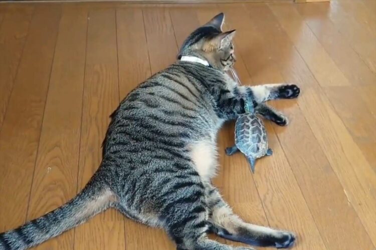 ネコと添い寝中のクサガメが・・。おさわりしようとしたけどバレてた！！「ギリギリまで近づけたのに惜しい」「後ずさりがかわいい」