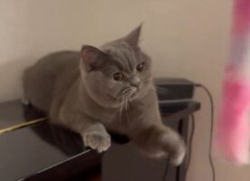 撮られていることに気付いた？フリーズしてしまったネコに「カメラ目線くれてるのよね」「なに考えてたんだろうね？」