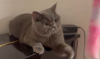 撮られていることに気付いた?フリーズしてしまったネコに「カメラ目線くれてるのよね」「なに考えてたんだろうね?」