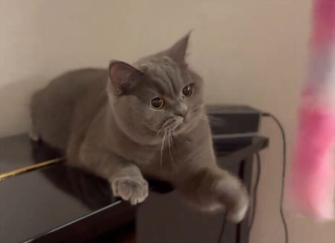 撮られていることに気付いた？フリーズしてしまったネコに「カメラ目線くれてるのよね」「なに考えてたんだろうね？」