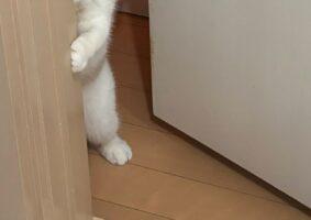 「早く遊ぶぞ！」ドアからニュッと姿をのぞかせるネコがかわいすぎる！