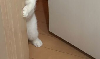 これは完全に言ってる!「早く遊ぶぞ!」って言いにきたネコがドアから顔をのぞかせる姿がかわいすぎる!