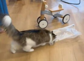 ビニール袋に入りたかったネコ。うまく入れないでいる様子に「雑巾がけしてるみたい」「袋を滑らす遊び？」