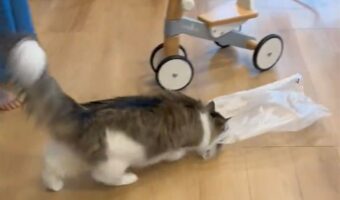ビニール袋に入りたかったネコ。うまく入れないでいる様子に「雑巾がけしてるみたい」「袋を滑らす遊び？」