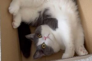 届いた荷物を早速チェック！箱の中に入ったネコに「ぐるんぐるんと入念なチェックですね」「ひねりがスゴイ！」