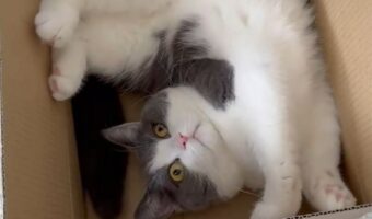 届いた荷物を早速チェック!箱の中に入ったネコに「ぐるんぐるんと入念なチェックですね」「ひねりがスゴイ!」