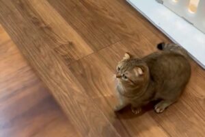 よ～く確認してからピョン！用心深くジャンプするマンチカンがかわいすぎる！！