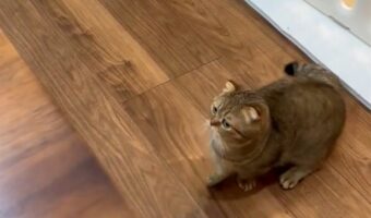 よ～く確認してからピョン！用心深くジャンプするマンチカンがかわいすぎる！！