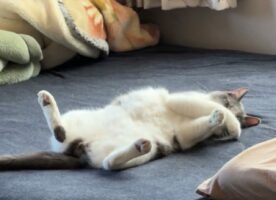 「これは俺のベッド！」とネコがアピール？ゴロゴロ寝転がりながらチラチラ見てくる様子が話題に