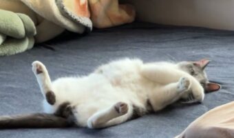 「これは俺のベッド!」とネコがアピール?ゴロゴロ寝転がりながらチラチラ見てくる様子が話題に