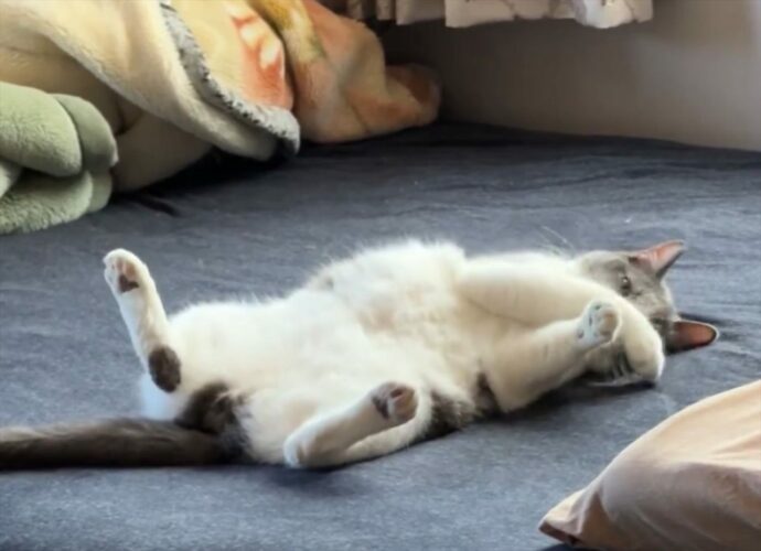 「これは俺のベッド！」とネコがアピール？ゴロゴロ寝転がりながらチラチラ見てくる様子が話題に