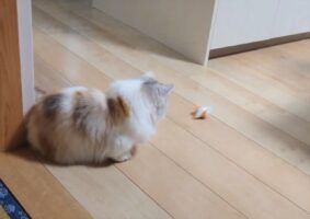 迫って来るネズミのオモチャを前に猫のリアクションは？！「窮鼠猫を噛むってこんな感じかな」「何回も見てしまう」