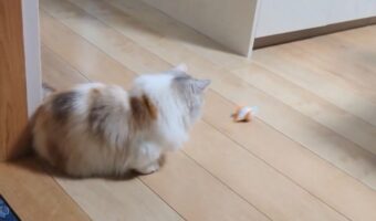 迫って来るネズミのオモチャを前に猫のリアクションは?!「窮鼠猫を噛むってこんな感じかな」「何回も見てしまう」