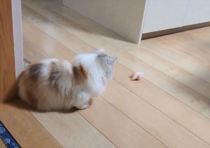 迫って来るネズミのオモチャを前に猫のリアクションは？！「窮鼠猫を噛むってこんな感じかな」「何回も見てしまう」