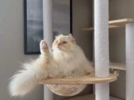 毛づくろいを終えたのにネコは足を下ろし忘れている！？その姿に「片足上げて可愛い」「虚無顔してるのジワる～」