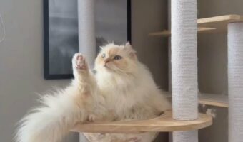 毛づくろいを終えたのにネコは足を下ろし忘れている！？その姿に「片足上げて可愛い」「虚無顔してるのジワる～」