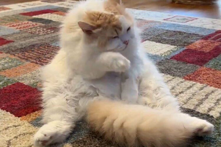 やる気が急になくなった？毛づくろいを急に止めたネコの次の行動に「ぽてって寝るのがかわいい」「毛繕い疲れたぁ・・・」