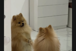 ひとめぼれしちゃった？ポメラニアンがじっと見つめるのは・・鏡に写る自分自身！！