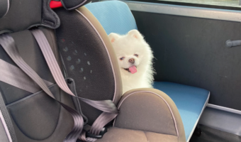 「ここで待ってるんで」動物病院には絶対行きたくない?隠れて降りてこないポメラニアンに大反響!