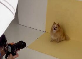 「天才モデル犬だったので事務所を探した方がいいかも」カメラを向けられてポメラニアンがポージングをばっちしキメる！！
