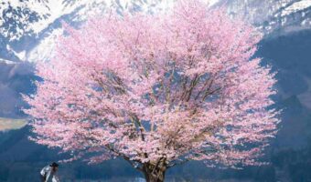 雪山を背景に咲き誇る一本桜。その光景が奇跡のようだと話題に「絵に書いたように綺麗」「奇跡的な体験ですね」