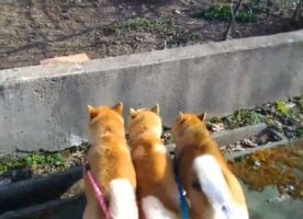 そろってジャンプする息がぴったりの柴犬たちが話題に「かわいいプリケツ3つ」「これは間違いなくケルベロス」