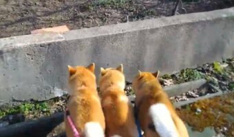 そろってジャンプする息がぴったりの柴犬たちが話題に「かわいいプリケツ3つ」「これは間違いなくケルベロス」