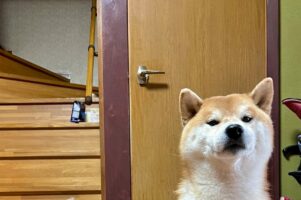 「今年も新鮮な毛がいっぱい取れました」柴犬はブラッシングしてもらってスッキリ！その毛の量に「何頭分ですか？」「羊さんみたい」