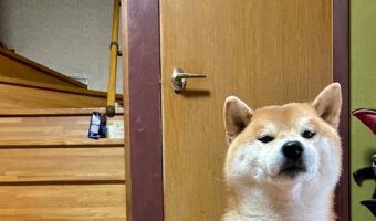 「今年も新鮮な毛がいっぱい取れました」柴犬はブラッシングしてもらってスッキリ!その毛の量に「何頭分ですか?」「羊さんみたい」