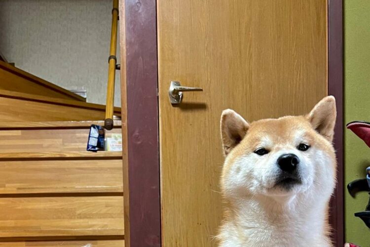 「今年も新鮮な毛がいっぱい取れました」柴犬はブラッシングしてもらってスッキリ！その毛の量に「何頭分ですか？」「羊さんみたい」