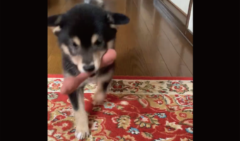 柴犬が「おかえり～」と出迎えてくれる光景がかわいすぎる！「疲れが吹っ飛びますね」「かわいいヒコーキ耳」