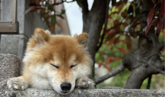 身を乗り出して柴犬が地域の見守り活動中?「お仕事お疲れ様です」「定位置なんだね」