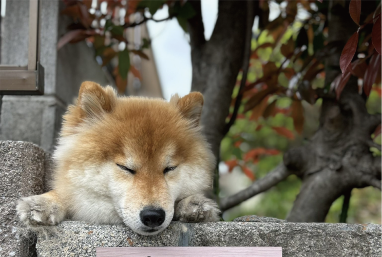身を乗り出して柴犬が地域の見守り活動中？「お仕事お疲れ様です」「定位置なんだね」