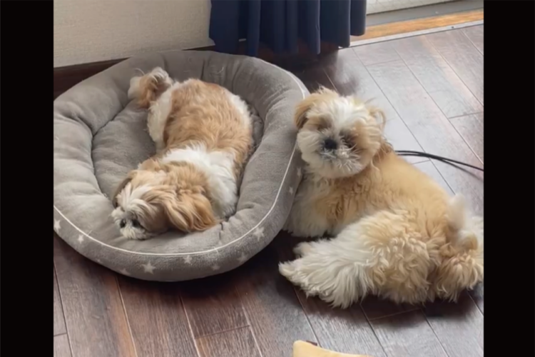 シーズーたちの激しい温度差！一緒に遊ぼうと激しくアピールするも・・「むしろ楽しんでるようにも思える」「どっちも頑固」