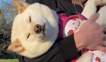 柴犬がお姫様だっこしてもらってウトウト。おさんぽ中のワンシーンに「大きい赤ちゃん」「よしよしねんね」