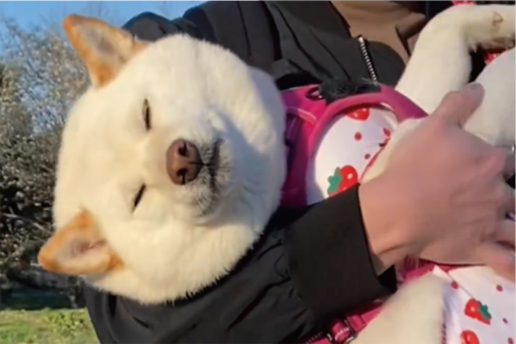 柴犬がお姫様だっこしてもらってウトウト。おさんぽ中のワンシーンに「大きい赤ちゃん」「よしよしねんね」